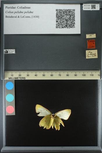 Media type: image;   Entomology 191981